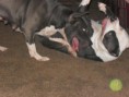 /album/photogallery/dogs-022-jpg/